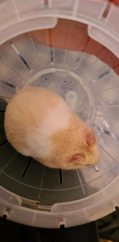 syrian hamster gumtree